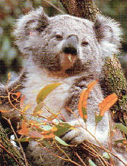 imagekoala.jpg
