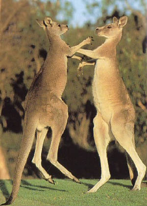 kangaroo.jpg