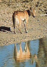 dingo.jpg